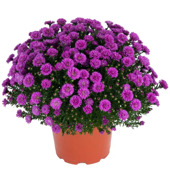 Aster 8in. - Image 3