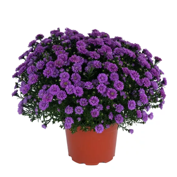 Aster 8in. - Image 4