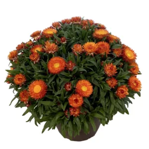 Harvest Strawflower 6in.