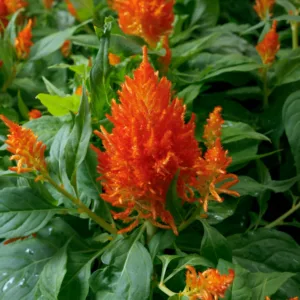 Flamma Celosia 6in.