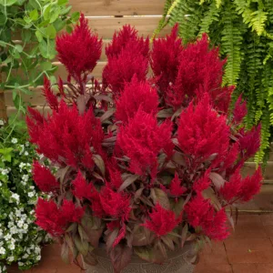 Celosia 'Dragon's Breath'