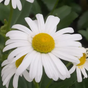 Montauk Daisy 8in.