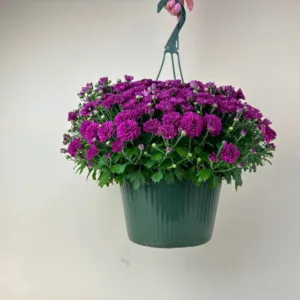 Fall Mum Hanging Basket 10in.