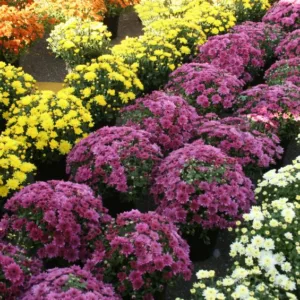 Fall Mum 8in.