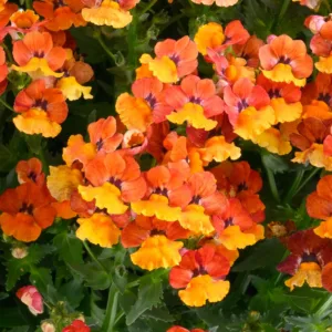 Nemesia 1gal.