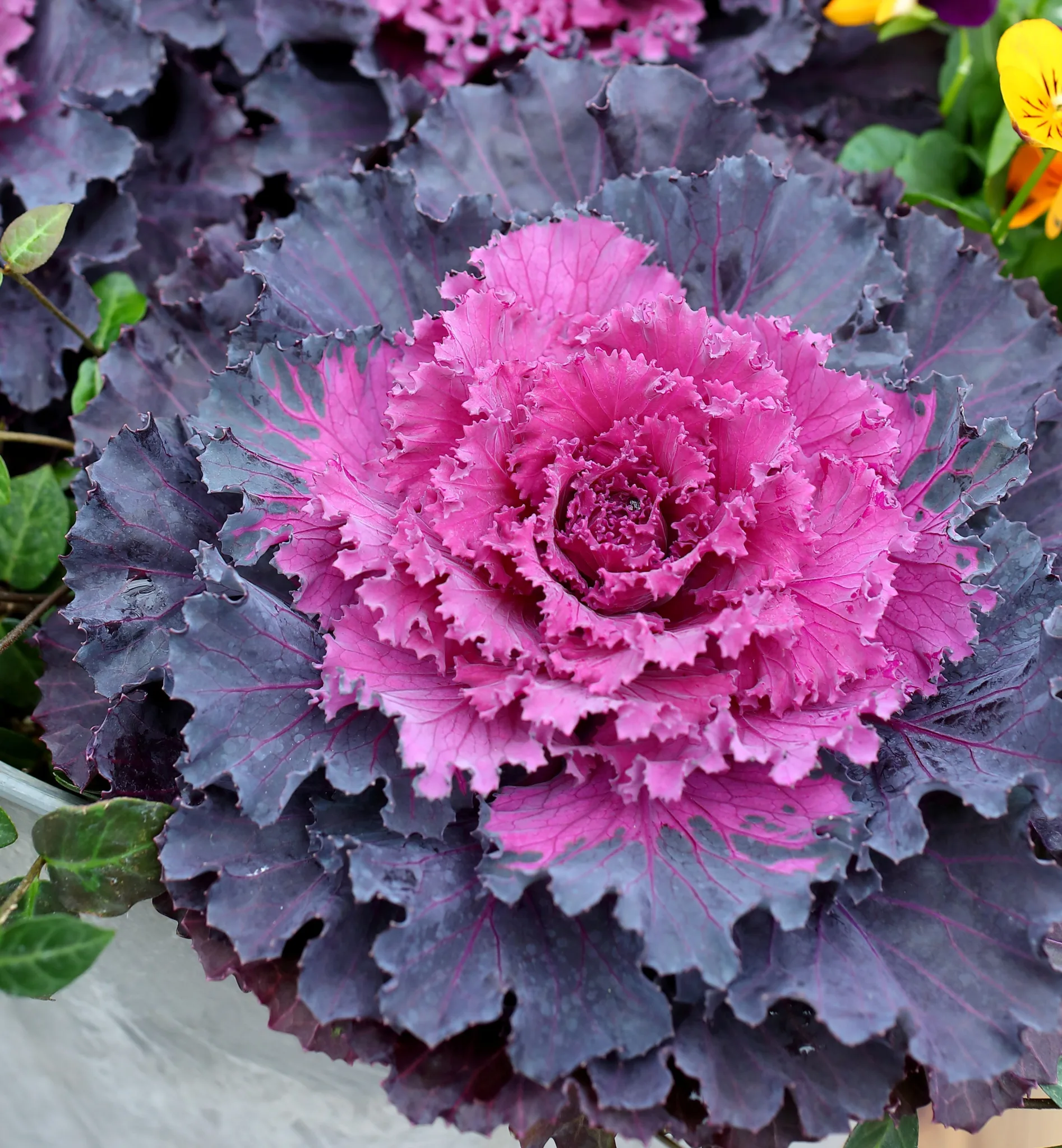 Ornamental Cabbage-Kale 8in. - Image 6