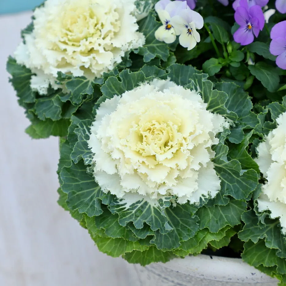 Ornamental Cabbage-Kale 8in. - Image 7