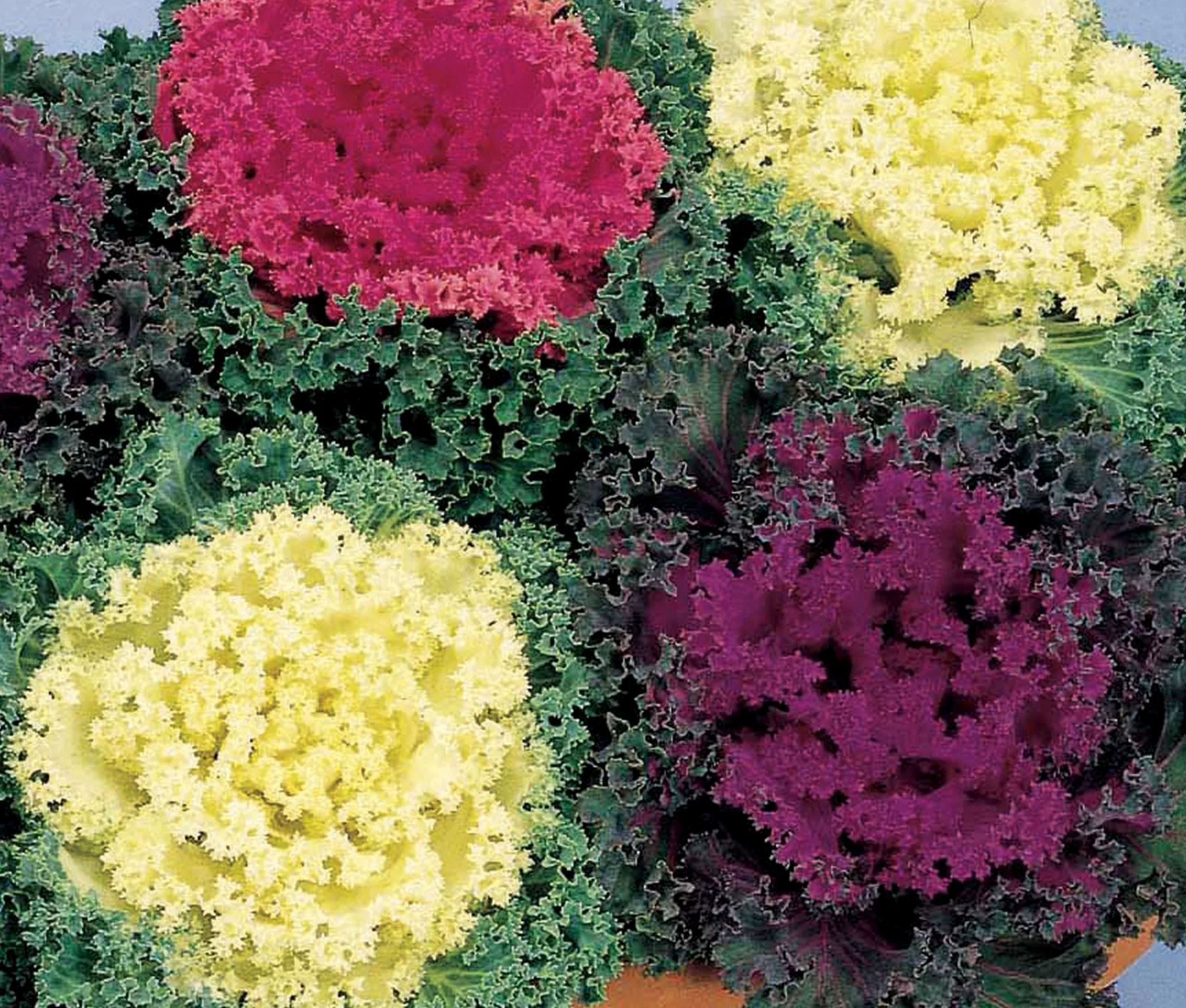 Ornamental Cabbage-Kale 8in. - Image 2