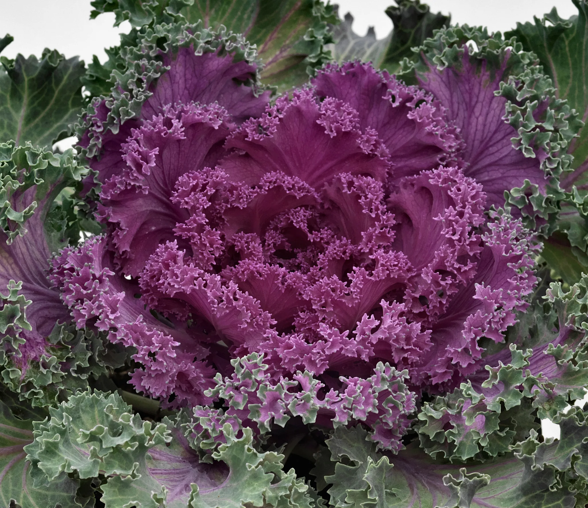 Ornamental Cabbage-Kale 8in. - Image 3
