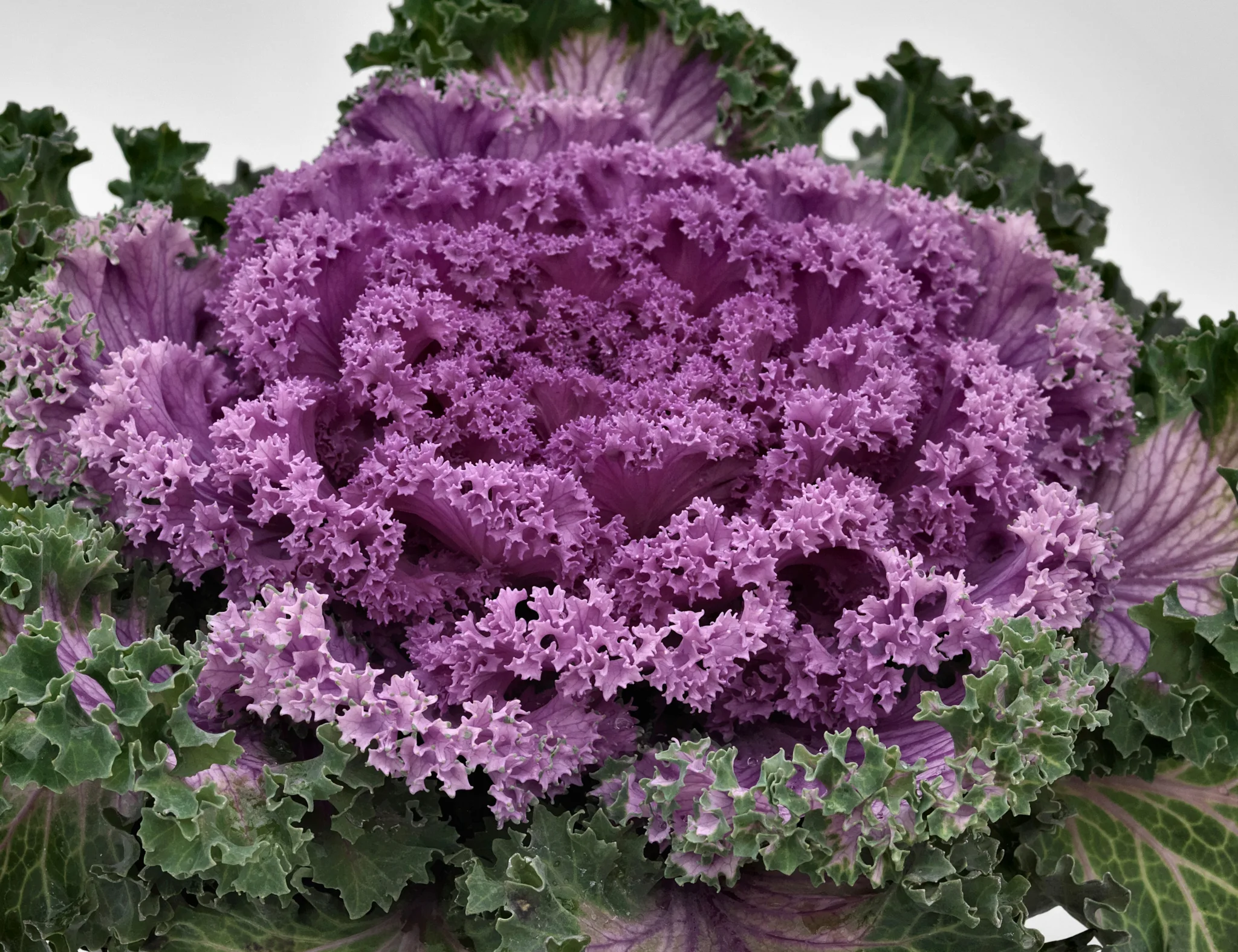 Ornamental Cabbage-Kale 8in. - Image 4