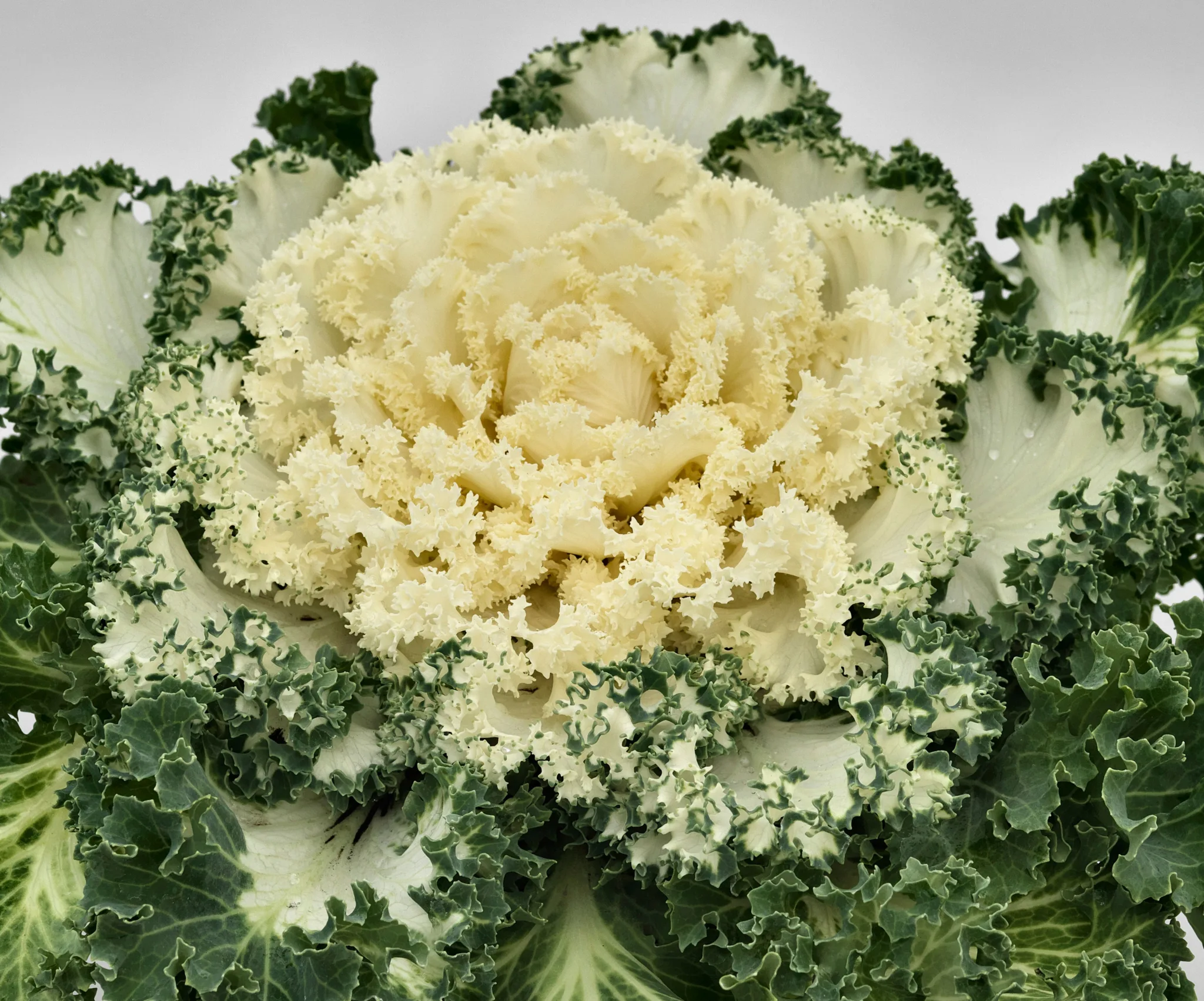 Ornamental Cabbage-Kale 8in. - Image 5