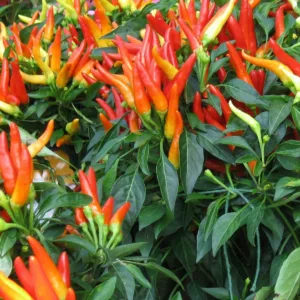 Ornamental Pepper