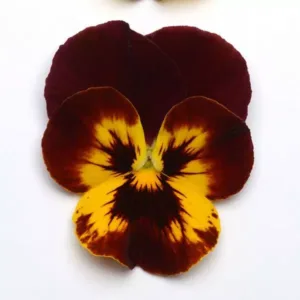 Pansy 'Cool Wave' 10in. H.B.