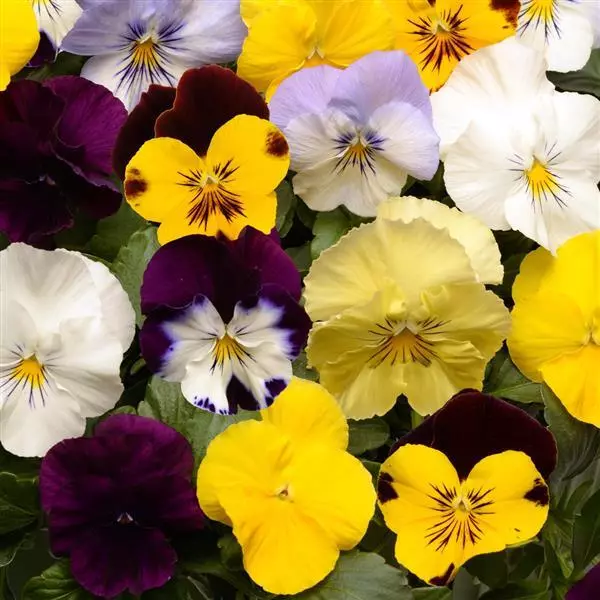 Pansy 'Cool Wave' 10in. H.B. - Image 3