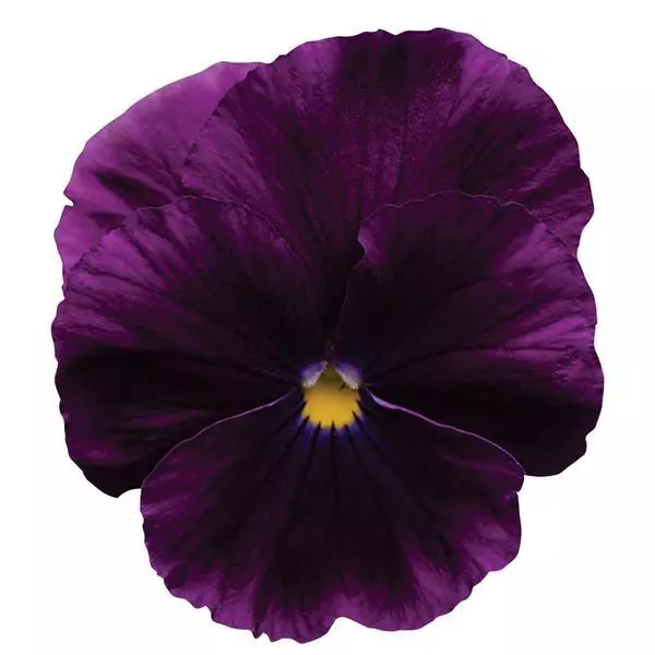 Pansy 'Cool Wave' 10in. H.B. - Image 2