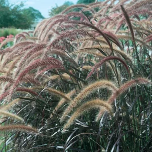 Purple Fountain Grass 1gal.