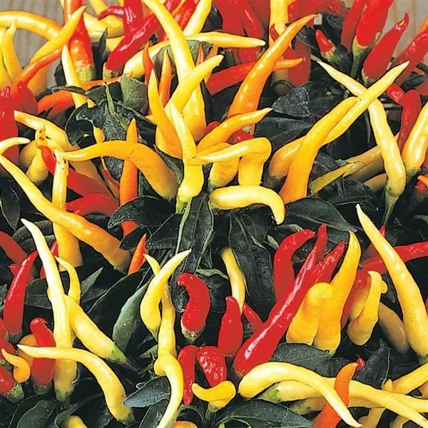 Ornamental Pepper - Image 4