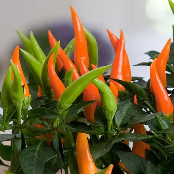 Ornamental Pepper - Image 2