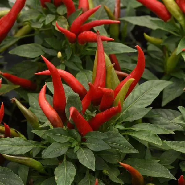 Ornamental Pepper - Image 3