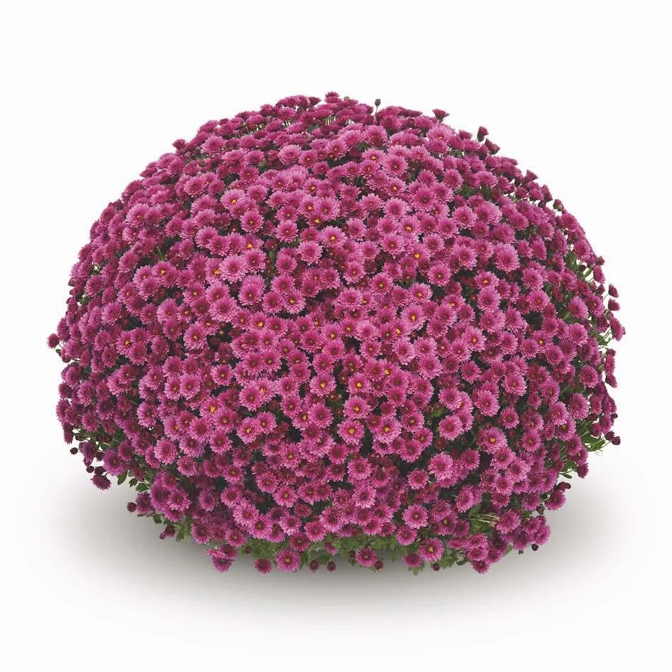 Fall Mum Hanging Basket 10in. - Image 6