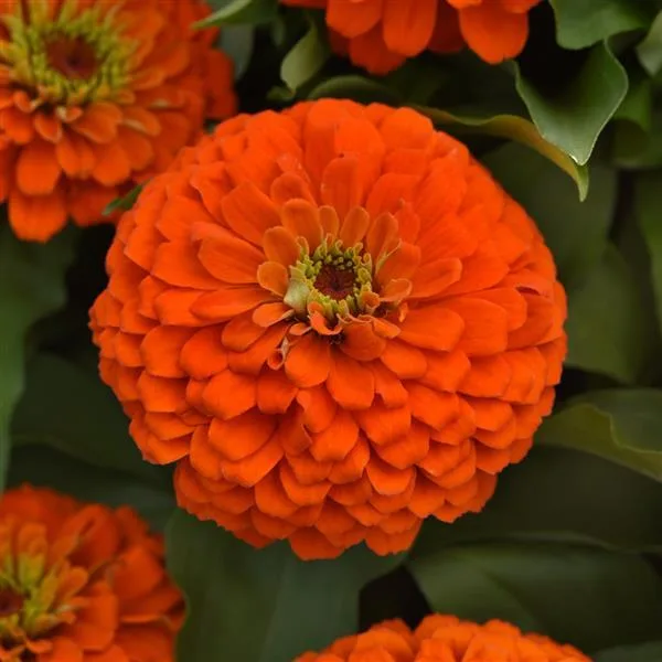 Zesty Zinnia Pot 8in. - Image 3