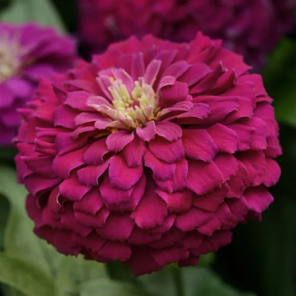 Zesty Zinnia Pot 8in. - Image 2