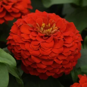 Zesty Zinnia Pot 8in.