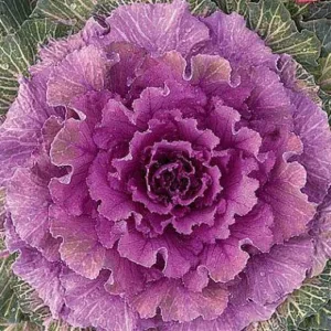 Ornamental Cabbage-Kale 8in.