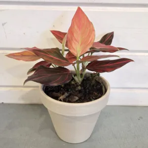 Aglaonema 'Red Rein' 4in.