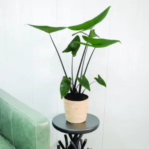 Alocasia Blackout 17cm