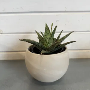 Aloe 'Pink Blush' 4in.
