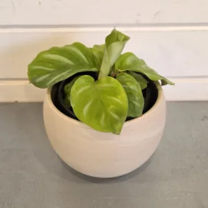 Calathea fasciata 'Besar' 4in.