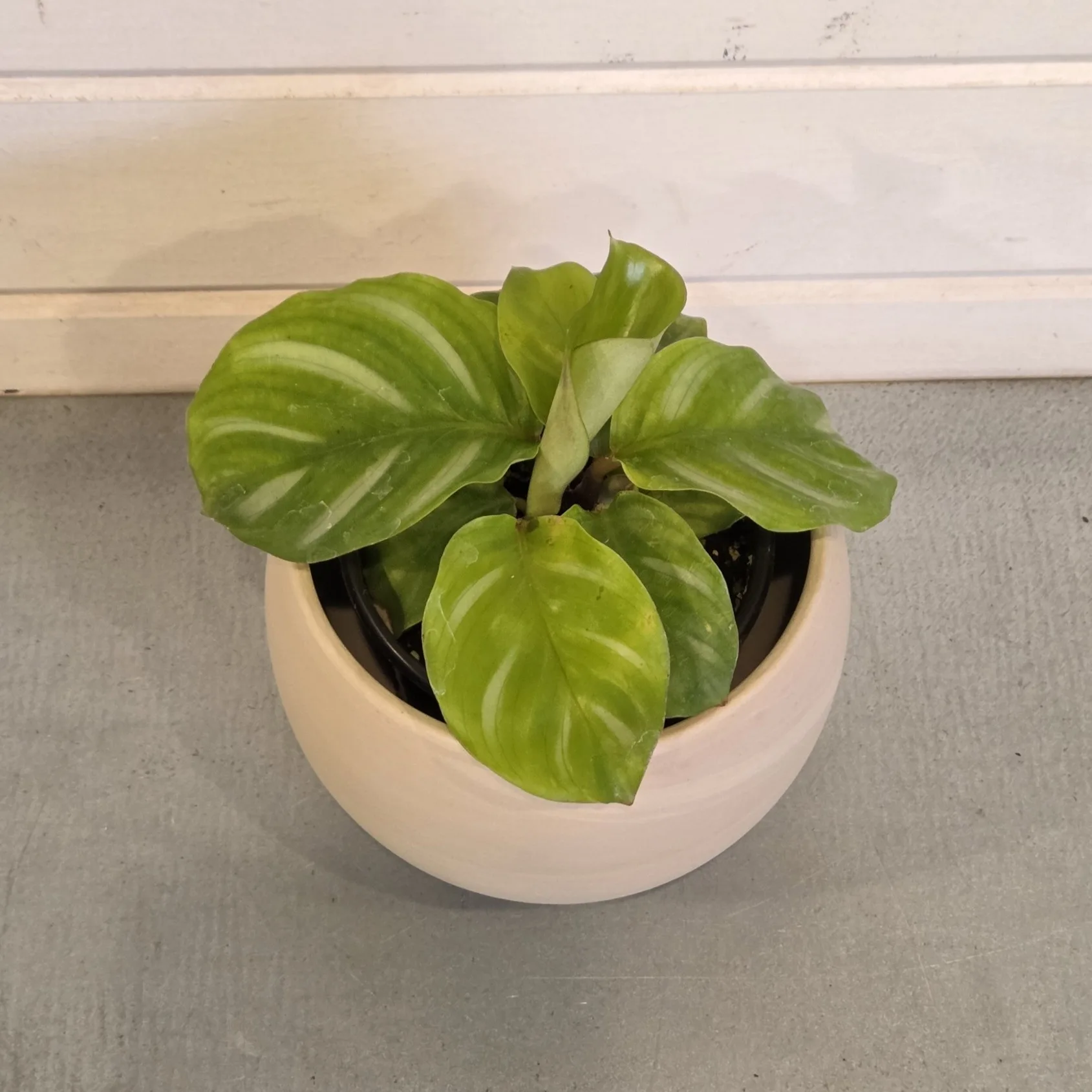 Calathea fasciata 'Besar' 4in. - Image 2