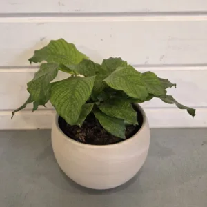 Calathea 'Network' 4in.