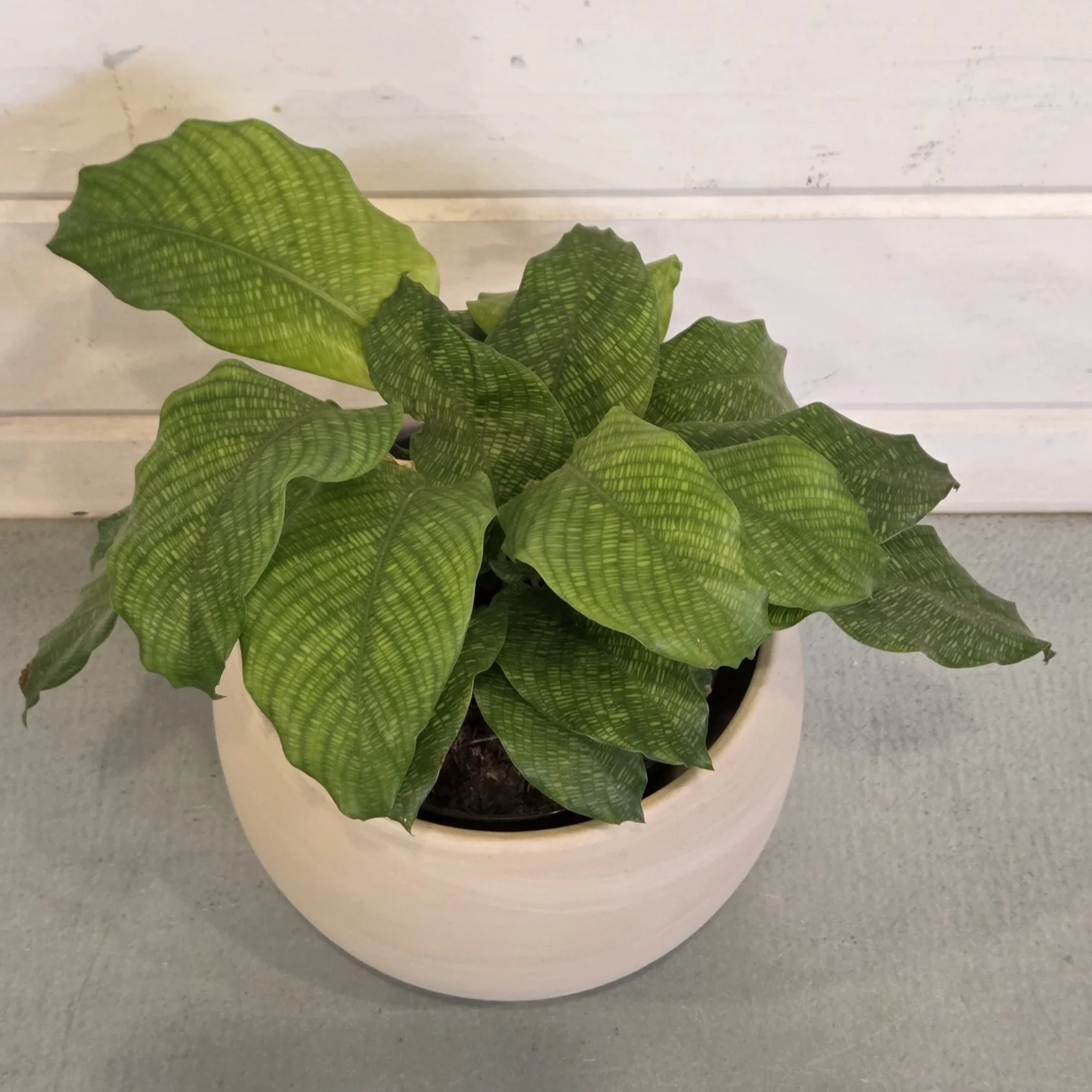 Calathea 'Network' 4in. - Image 2