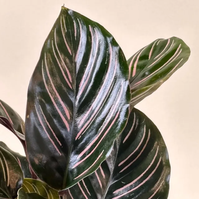 Calathea ornata - Image 3