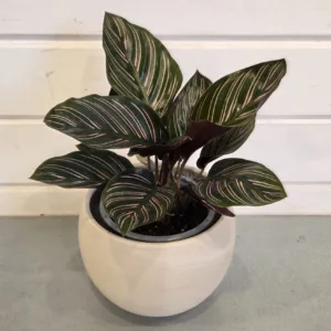 Calathea ornata