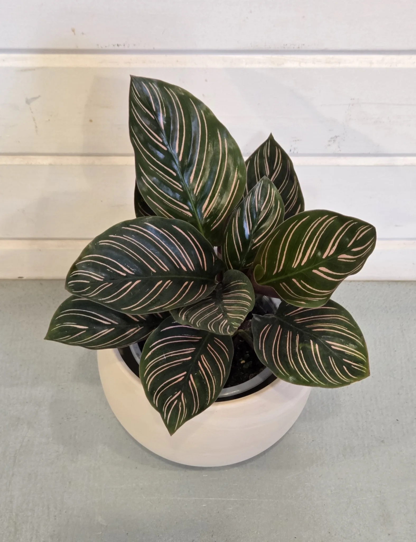 Calathea ornata - Image 2