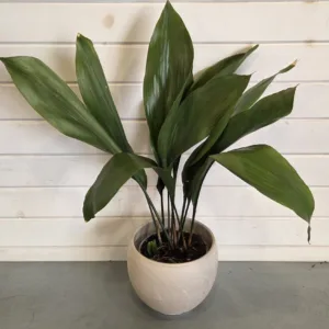 Cast Iron Plant 6in.