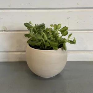 Cotyledon 'Bear Paw' 4in.