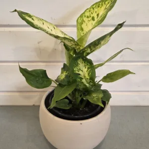 Dieffenbachia 'Compacta' 4in.