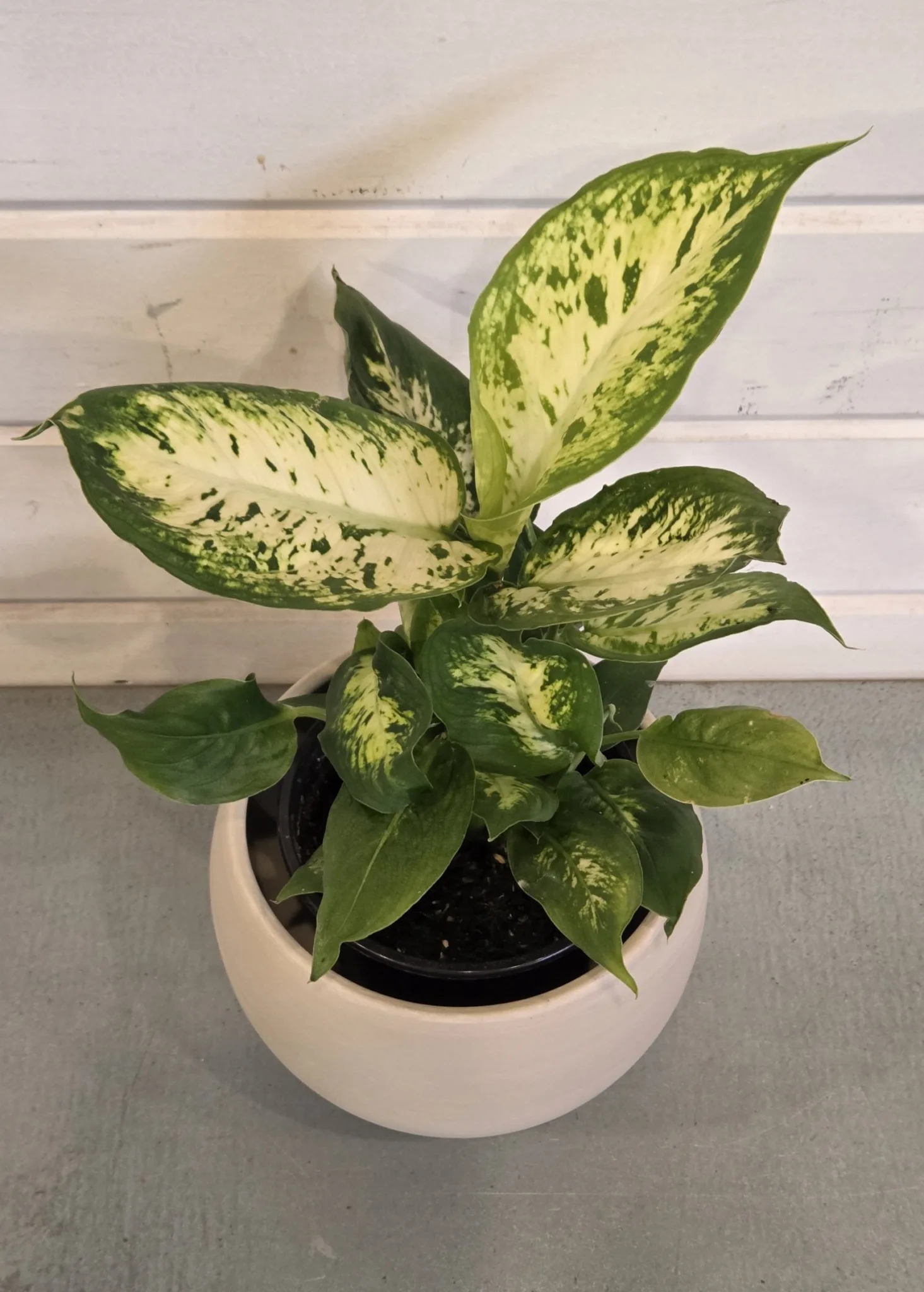 Dieffenbachia 'Compacta' 4in. - Image 2