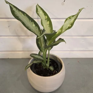 Dieffenbachia 'Panther' 4in.