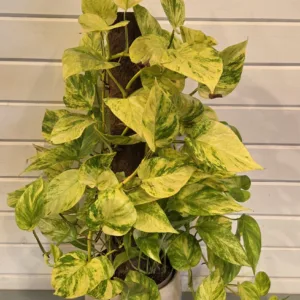 Epipremnum Golden Glen 17cm Climb-itt
