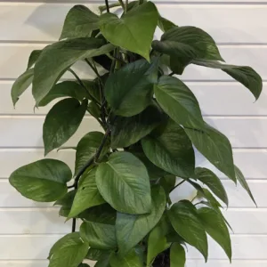 Epipremnum Green Isle 17cm Climb-Itt