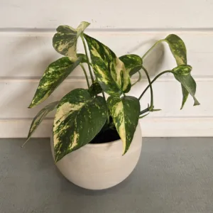 Epipremnum 'Yellow Flame' 4in.