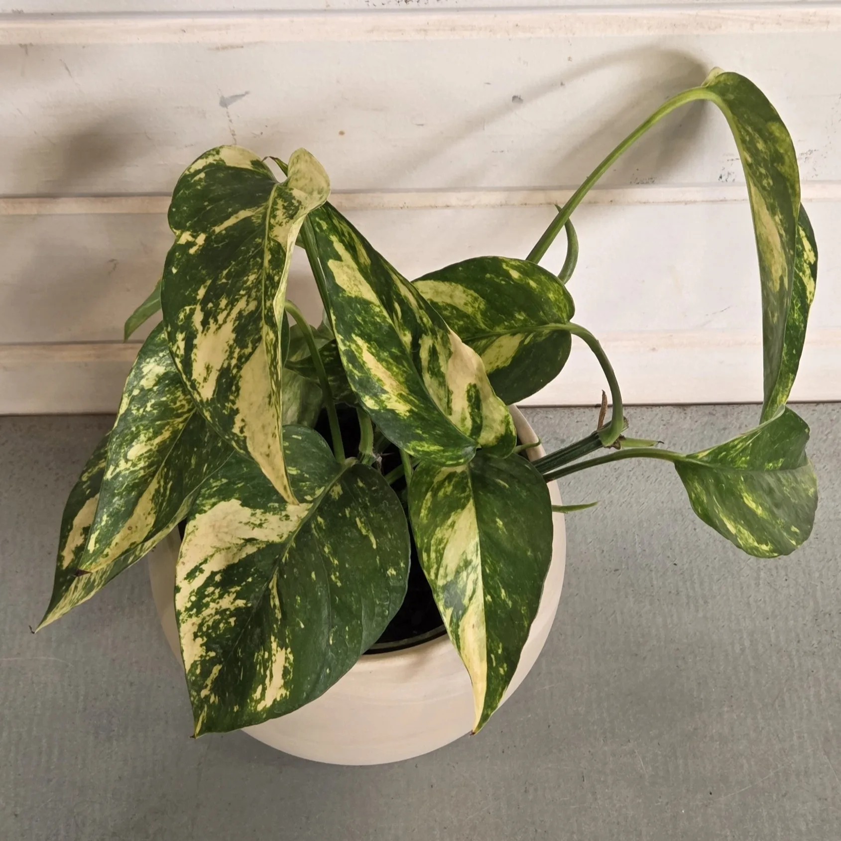 Epipremnum 'Yellow Flame' 4in. - Image 2