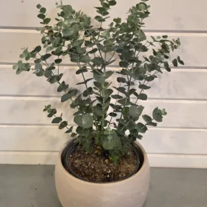 Eucalyptus 'Glacier' 6in