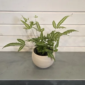 Fern- Ribbon 3.5in