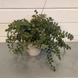 Fern- Verdant Sequin